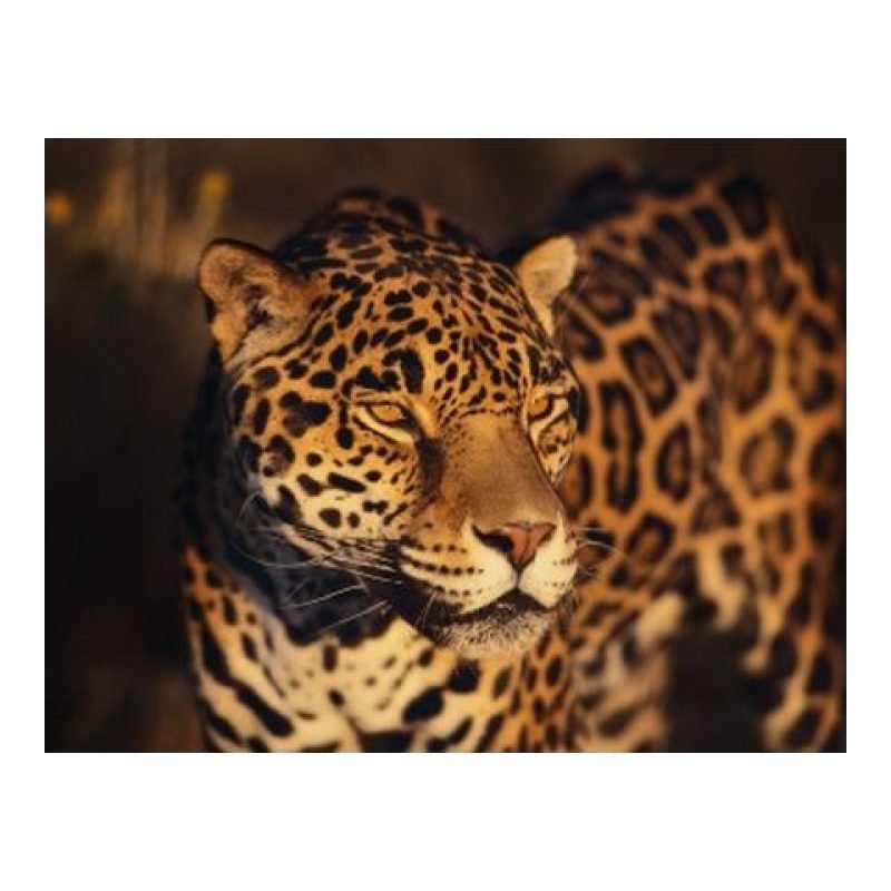 Epson Stylus Photo PX730WD — görsel 4